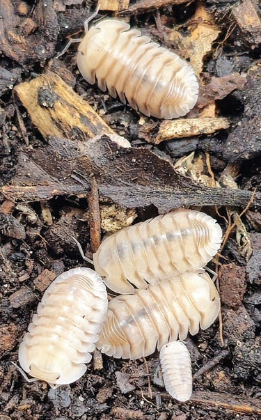 Caramel cream isopods